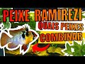 🔴RAMIREZI: QUAIS PEIXES COLOCAR JUNTO |Mr. Betta|