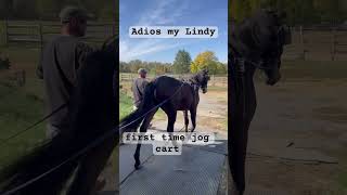 Adios My Lindy, First time Jog cart!#shorts  #racehorse #harnessracing  #horse #yearling