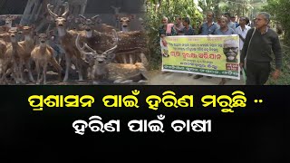 ପ୍ରଶାସନ ପାଇଁ ହରିଣ ମରୁଛି .. ହରିଣ ପାଇଁ ଚାଷୀ  | Odisha Reporter