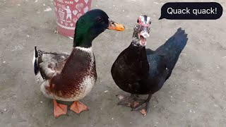 Ducks Talking to Each Other | Duck Sound Effect | Duck Voice