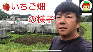 いちご畑の様子と農園一周