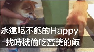 當有人覬覦你的晚餐...【柴犬 我是Happy，她是蜜獎】