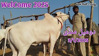 Today Domail Mandi 3/1/2025 Latest Fatehjangi Rate's Update( @Wahbullcrazy )Fatehjang Cow Mandi.