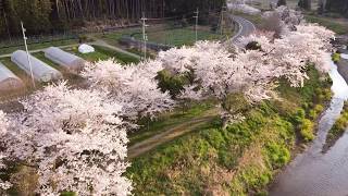 ドローン空撮　滋賀県長浜市　余呉川　(2020春)　DJI MAVIC MINI (1080 30P)