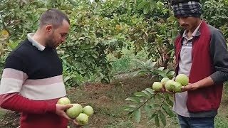 अमरूद की खेती के बारे में किसान से सीधी बात#technology#farming#guava#smart#agriculture#benefits