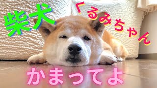 柴犬   大人しくしているとき。本当は かまってほしいんだよ•••