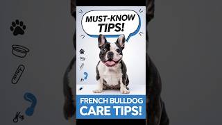 French Bulldog Care \u0026 Training in 60 Seconds! 🐶✨ Must Know Tips!