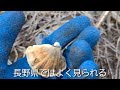 ４月中旬の山で何が採れるの？山菜採りからのコーヒータイム　picking edible wild plants in japan　2022