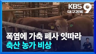 폭염에 가축 폐사 잇따라…축산 농가 비상 / KBS  2024.08.02.