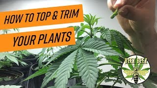 Topping & Trimming Plants in Early Veg Stage