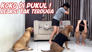 HEWIE MINTA TOLONG ! LIAT MOMMY PUKULIN KOKO  #HEWIE PITBULL