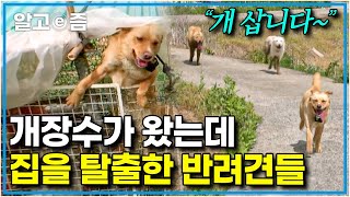 세나개 촬영 중 역대급 비상 상황 발생🚨 하필 개장수가 나타났을 때 가출해 버린 5마리의 반려견과 보호자의 숨 막히는 술래잡기｜세상에 나쁜 개는 없다｜알고e즘