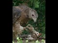 honey buzzard baffles bees 🦅