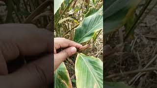 cardamom cultivation, pest and disease ಏಲಕ್ಕಿ ಕೃಷಿ ಮಾಹಿತಿ...