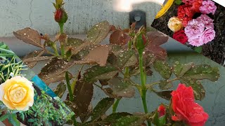 ரோஜா வளர்ப்பு தகவல்கள் / Rose care tips / MJ Terrace Garden