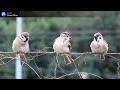 麻雀 可愛的抓癢sparrow scratching sparrow 麻雀 スズメ