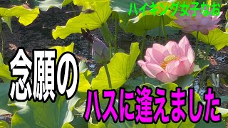 早朝からハイキングで蓮の花が見頃なので行ってきた