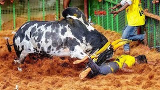 Thanjavur Mathakottai Jallikattu 2025 Videos | தஞ்சாவூர் மாதாக்கோட்டை ஜல்லிக்கட்டு 2025 Videos