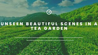 Unseen beautiful scenes in a tea garden