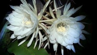 QUEEN OF THE NIGHT FLOWER