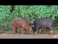 wild pua a boar pig hawai i