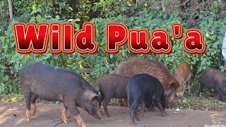 Wild Pua'a (boar/pig) Hawai'i