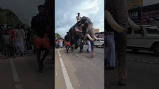 #952 . 🥰Panayannarkavu Kalidasan elephant #elephant_video