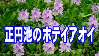 正円池のホテイアオイ　鹿児島県日置市