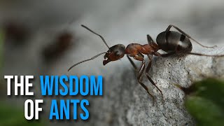 WISDOM OF THE ANT – What we can learn from nature  | Powerful motivational video