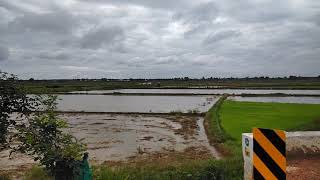 agriculture-  green fields in Thanjavur ,Tamil Nadu