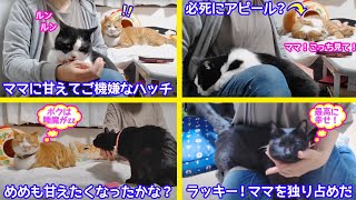 ＜2匹の猫通信＞「ほっこりライブ」ママに甘えてご機嫌なハッチ〜マックのアピールが笑える！めめも甘えるね！2021 04 29 Cat live Stream in Japan -Cat Life TV