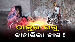 ଠାକୁର ଘରୁ ବାହାରିଲା ନାଗ !| Odisha Reporter