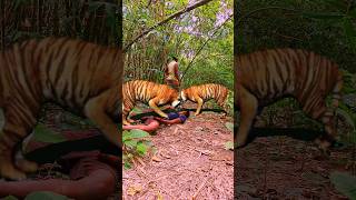 Tiger video #trendingshorts #tiger #animaltiger #animals 🐅🐅🐅🐅🐅