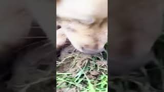 funny cute animal clips 20240731-3 #cat #kitten #dog #animal #animals #funny #cute #clips #video