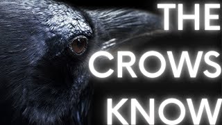 The Crows Know Something We Don’t... - NoSleep Horror Stories w/ Rain \u0026 Thunder Sounds | Mr. Davis