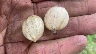 Harvesting Michigan hickory nuts fall 202. Shagbark and pignut hickories