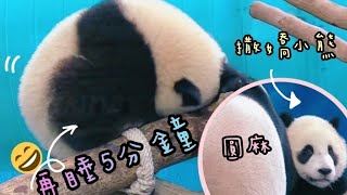 Yuanbao wakes up, Yuanyuan takes the initiative to feed immediately|Taipei Zoo