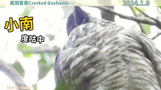 20240108 小南度咕中【鳳頭蒼鷹Crested Goshawk】