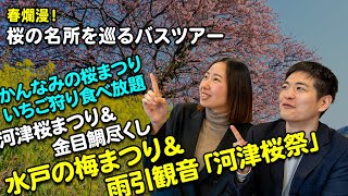 春爛漫！『桜の名所を巡るバスツアー』3選【2024年2月配信・ベストワンバスツアー】