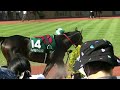 2023 9 3　新潟競馬場　サマー２０００シリーズ最終戦　第５９回農林水産省賞典新潟記念（gⅢ）パドック