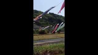 Japan Kochi ~ Carp streamer ~　鰹のぼり