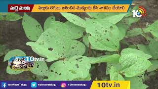 మినుములో చీడపీడల నివారణ |Pest & Disease Management in Black Gram | Matti Manishi | 10TV