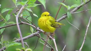 Warblerfest: The Biggest Week in American Birding