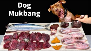 BEST ASMR MUKBANG DOG EATING RAW FOODS