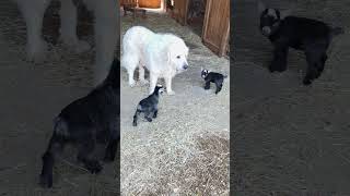 The babies are on the loose! #goat #cute #pygmygoat #greatpyrenees #beautiful #baby