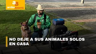 Recomendaciones para el cuidado de las mascotas durante vacaciones | CityTv