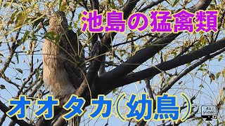 野鳥観察・池島の猛禽類「オオタカ」幼鳥が登場！