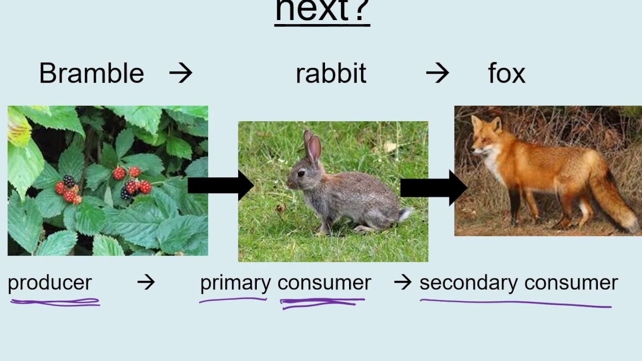 B17.1 Feeding Relationships - AQA GCSE Biology - YouTube