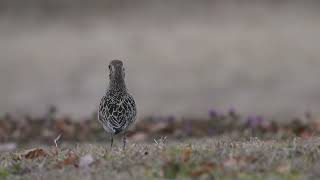 日本の風景kuni-hiro 編集　大和路散策　菜の花とムナグロ幼鳥