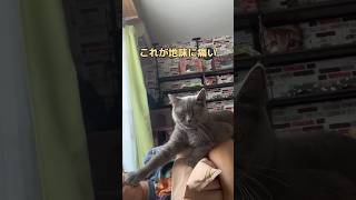 昼過ぎまで寝てる飼主を起こす猫あんず　#cat  #ネコ　#猫　#ネコ